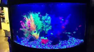 Aqueon 54 Gallon Corner GloFish Aquarium