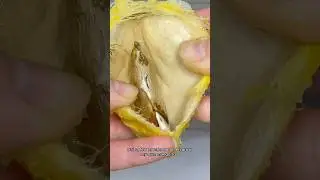 Why I gave a mango a bath