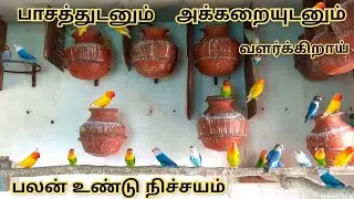 Love and Care will give you good breeding result🐤🐦| African Love birds Breeding Tips 🐦