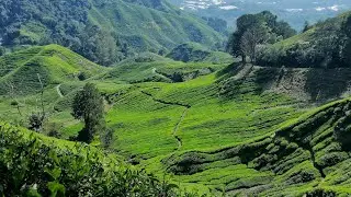 2020 magic Cameron Highlands, Malaysia😍💥Камерун Хайлендс, Малайзия🤩 Kuala Lumpur