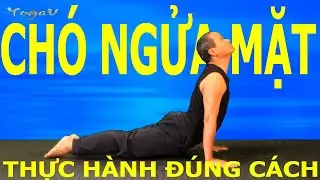 Upward Facing Dog | URDHVA MUKHA SVANASANA | Basic Yoga Poses | Yoga VB19