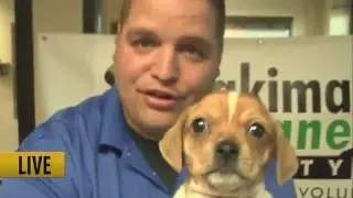 Tuesday GMNW- Yakima Adoptable Pets of the Week!