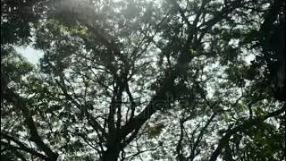 Large tree and leaves blow with sky background