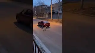 How Can Someone Do This? 💔 Dog Abandoned on Main Street in Broad Daylight