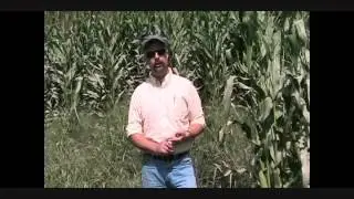 Managing Flood Damaged Corn: Silt Contamination