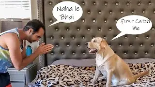 My Labrador Puppy Makes A Scene When Asked to Bath | My Dog Doesn't Like Baths | Funny Dog Video