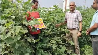 Kurnool Seeds Hybrid Cotton : Jayaho BG II #bigboll #highyielding #hybridcotton