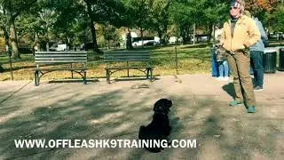 How Is Your Dog with Squirrels?  Off Leash K9 Training | High Prey Drive Obedience