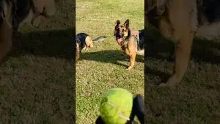Fetch 🎾🐕 #germanshepherd #belgianmalinois #fy #fypシ #fyp #fetch #exercise #dog #puppy