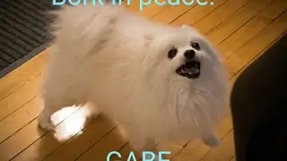 R.I.P Gabe. (For Gabe and his owner's channel deathtrips.)