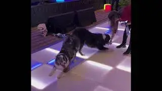 Dog can understand human language now, try dog translator