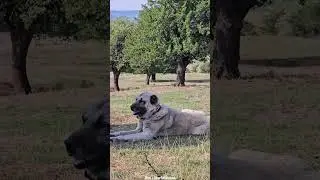 Kangal Dog Breed Shepherd Dog Sheep Guard Dog Security Dog Protection dog
