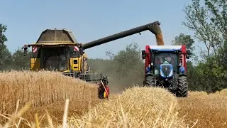 Moisson du triticale 2025
