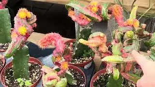 Succulents at Villwocks Outdoor Living in Berrien Spring, Michigan