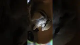 Baby squirrel enjoying food/Vetsdiary #vetsdiary #squirrel #squirrelwatching #dudhwanationalpark