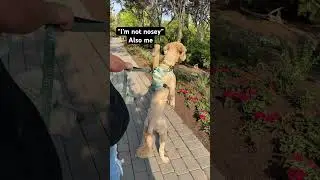 He comes by it honestly #funny #pets #cute #doggielife #dogs #friendlydogs #funnydogs