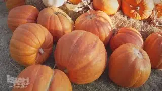 Houston Pumpkin Festival kicks off at Discovery Green