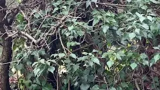 Up Close with a Red Robin: A Birdwatcher's Dream!