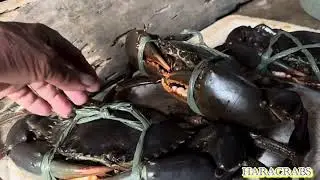 KING CRAB WE ARE CATCHING 