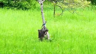 Nature Pulse #21: Birdsong in the Wild
