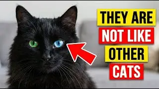 9 SURPRISING FACTS ABOUT BLACK CATS! (I Bet You Don&rsquo;t Know Them All!)