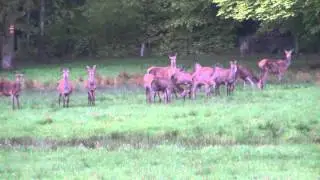 Grofwild spotten in de Belgische Ardennen