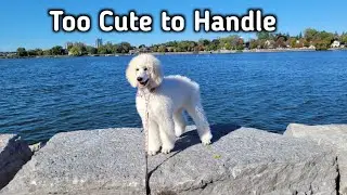 Poodle Puppy's Epic First Time on the Pier at Frenchman's Bay!