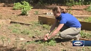 Grow it Green: Easy weeding tips