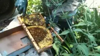 Backwards Beekeepers Guru Kirk Anderson