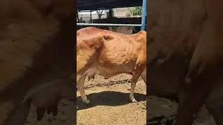 Pure Sahiwal cow supplier in karnal🔥