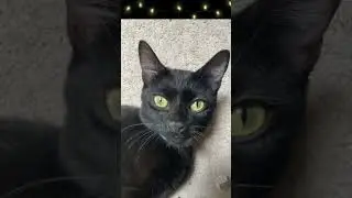 Cute Cat Gets Pettinz and Playtime #Shorts