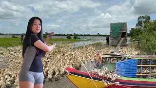 Trucks cross flooded fields to carry ducks to fields full of feed.