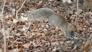 Panasonic FZ1000, High Speed Video, Jumping Grey Squirrel, Montr&eacute;al, 19 December 2020