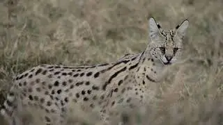 Rare Serval Cat Sighting in Ngorongoro Crater | Tanzania Safari Experience