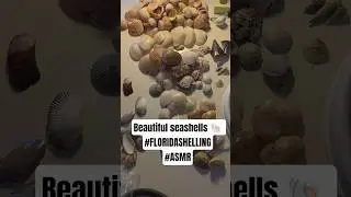 My kind of treasure 🤑 #seashell #florida #treasure #beachcombing #shorts #viral #shell #beach #yt
