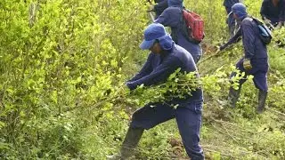 Colombian Coca Eradication Puts the Oil Sector at Risk