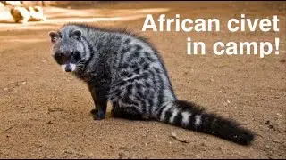 African civet visits our camp in Greater Kruger National Park