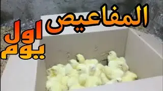 فرز المفاعيص ( الكتاكيت ) اليوم الاول  استقبال نوع الكتكوت 
