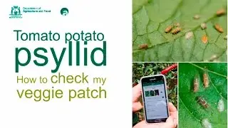 Tomato potato psyllid: How to check my vegetable patch | Department of Agriculture and Food WA