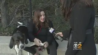 Gravel Troubles Dogs In Brooklyn