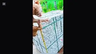 Animals help#subcribe #longvideo #animals @thehelpinghand2479 #helping #success #shortsfeed 