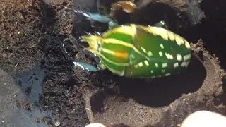 Mecynorrhina polyphemus confluens - checking for adults