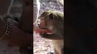 King monkey Mark eating fruit #monkeys  #short
