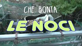 Le Noci per i Passeriformi