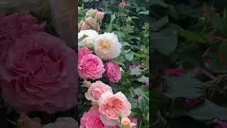 Любимые японские розы💞🌹🍃Масора,Corail Jelee и остинка Tranquillity ​⁠@Kenul_rose_garden