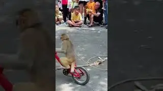 monkey 🐒🐒 circus performance
