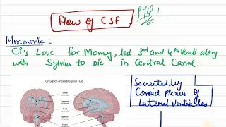CSF Flow Mnemonic || INICET NEET-PG PYQ / PYT || Anatomy 