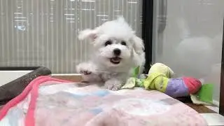 ビションフリーゼ　アミーゴ伊丹店