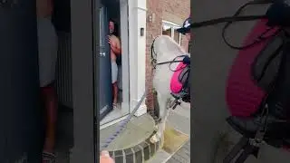 Persistent Pony Knocks for Entry But Gets Rejected as Girl Laughs