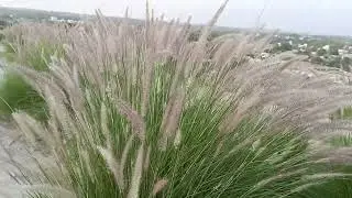 Fountain Grass   | Pennisetum setaceum